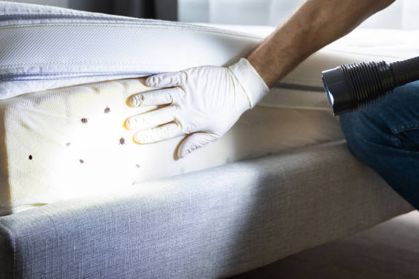 Best Rat Extermination Near Me  in Claremont, CA