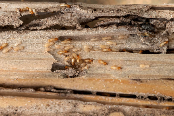Best Residential Pest Control  in Claremont, CA